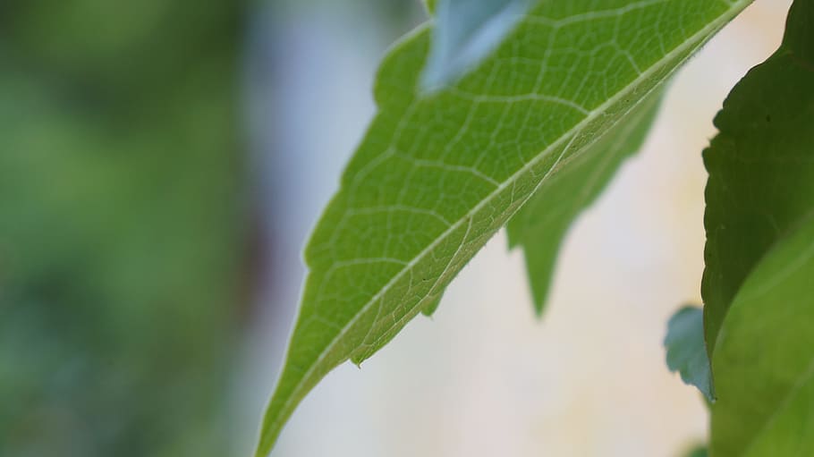 leaf, macro, close-up, plant part, green color, growth, nature HD wallpaper
