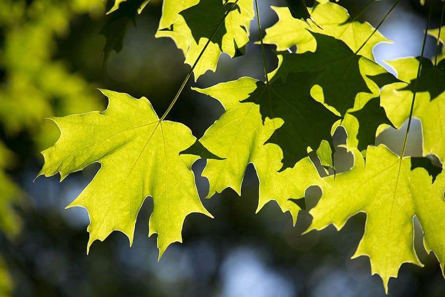 leaves, maple, nature, summer, trees, leaf, plant part, growth HD wallpaper