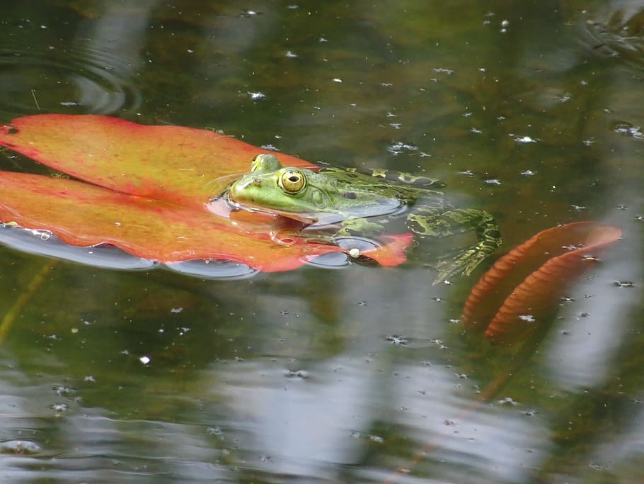 Frog, Pond, Lily, Lily Pad, water, animal themes, swimming HD wallpaper