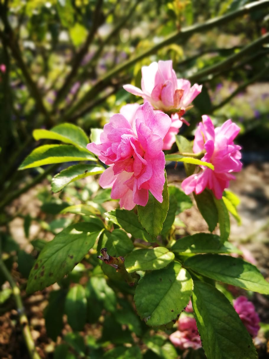 flower, rose, rosa multiflora, flowering plant, pink color HD wallpaper