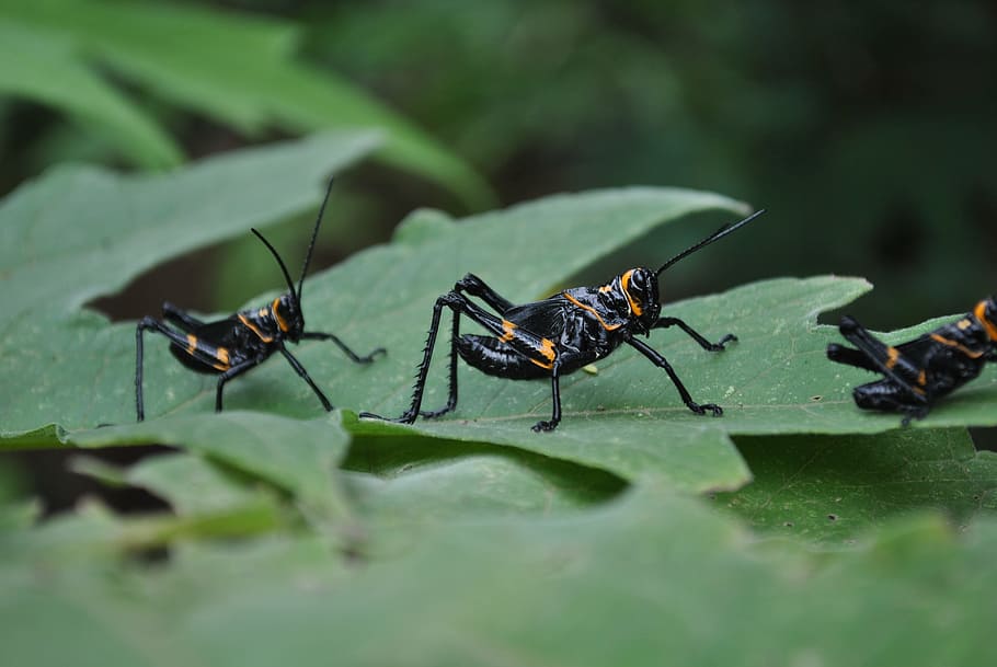 insects, chapulines, nature, invertebrate, animal wildlife HD wallpaper