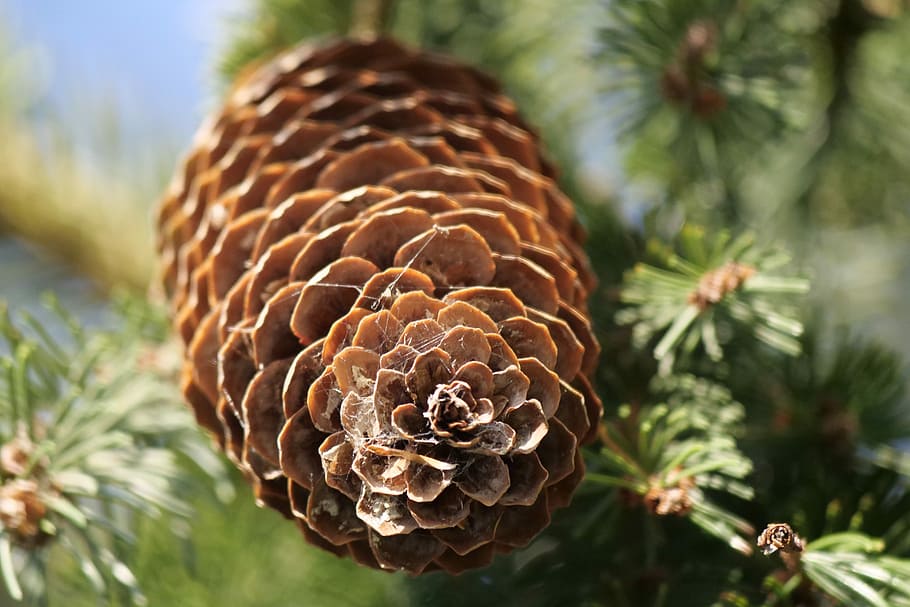 tree, fir, christmas tree, pine cones, nature, plant, beauty in nature HD wallpaper