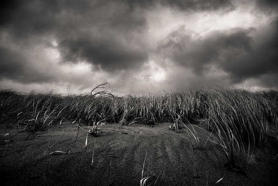 grayscale grass field, sand, dune, sky, cloud, cloud - sky HD wallpaper
