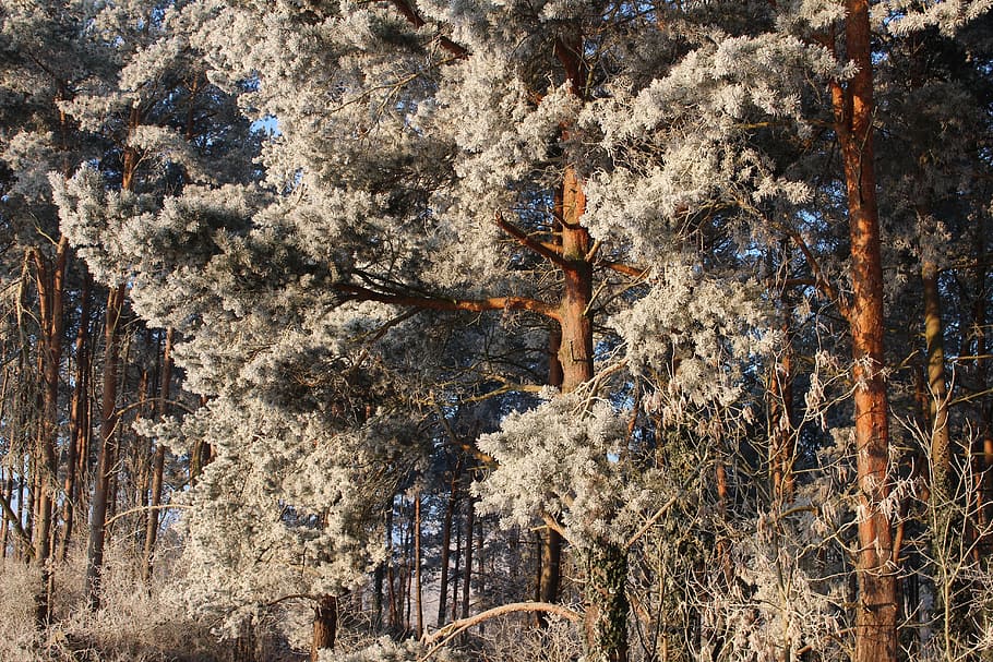 Frost, Forest, Landscape, Trees, Cold, winter, icy, nature HD wallpaper