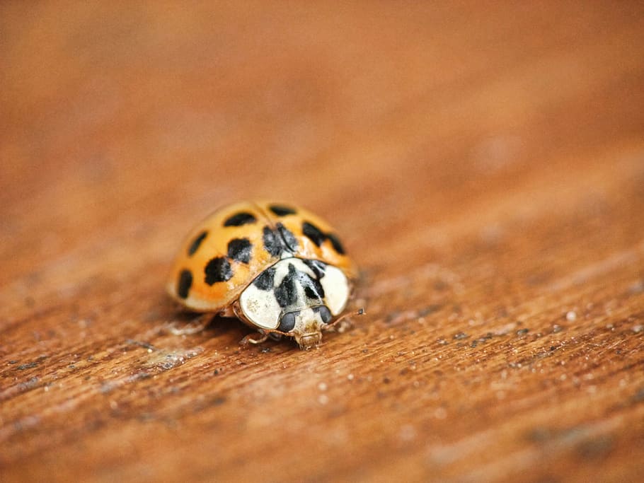Ladybird, Ladybug, Macro, Beetle, Insect, red, black, small HD wallpaper