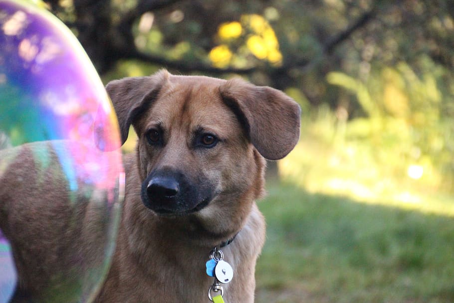 dog, soap bubble, curious, canine, one animal, mammal, domestic HD wallpaper