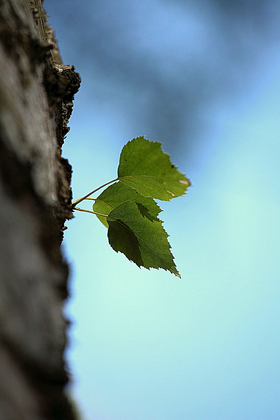 nature, leaf, tree, plant, plant part, sky, low angle view HD wallpaper