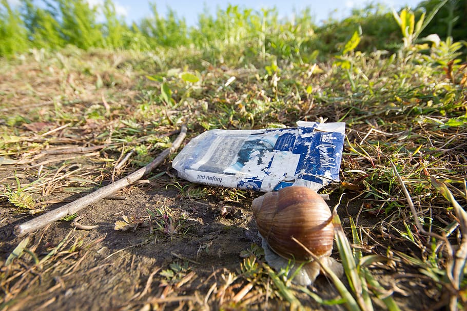 snail, environment, pollution, nature, grass, outdoors, spring HD wallpaper