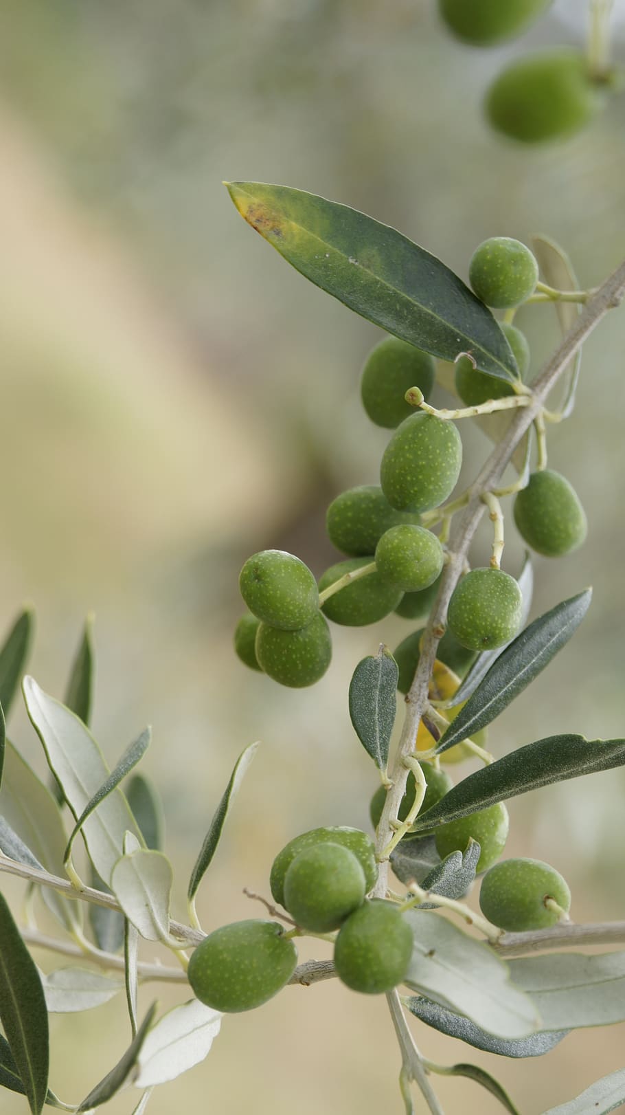 the olives, the olive tree, olive grove, tuscany, italy, growth