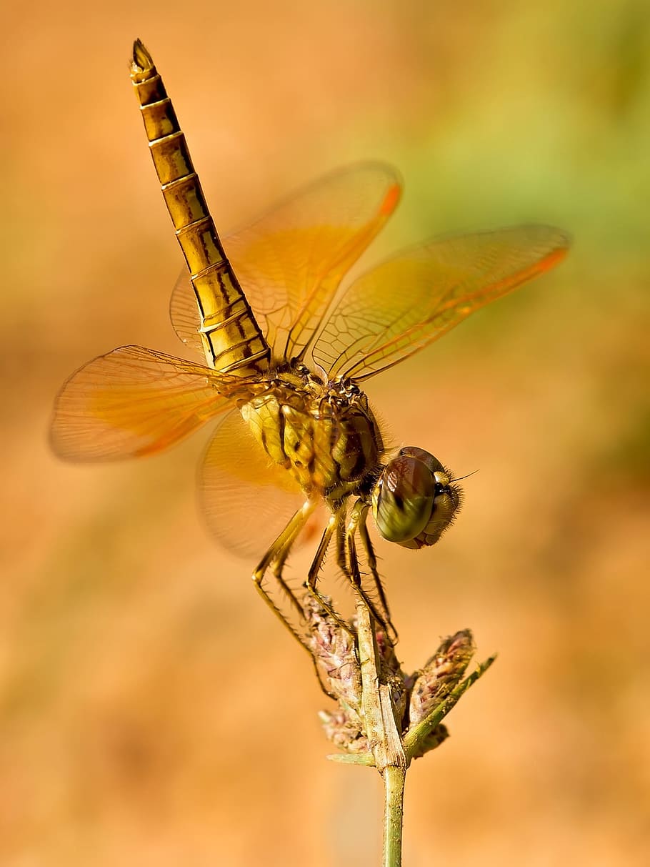 www, qqq, iii, insect, invertebrate, animal themes, animal wildlife HD wallpaper