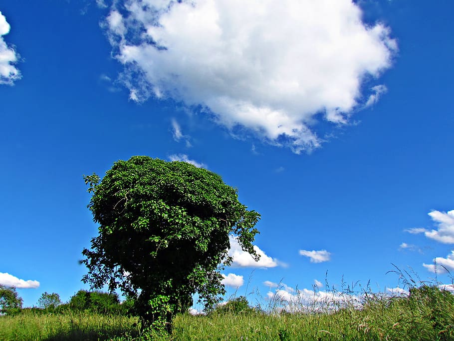 landscape, sky, spring, clouds, nature, field, meadow, blue HD wallpaper