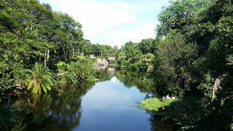 jungle, river, landscape, tree, plant, water, reflection, tranquility HD wallpaper