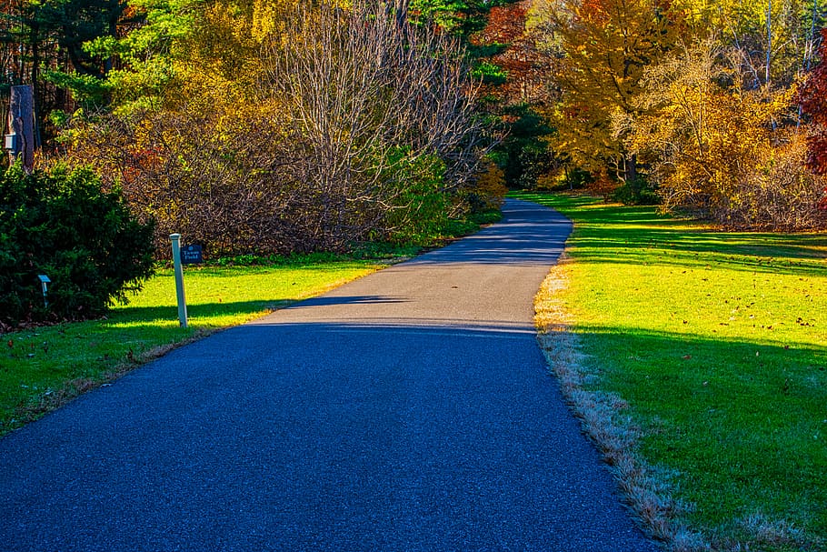 autumn, trees, path, colorful, fall, plant, the way forward HD wallpaper