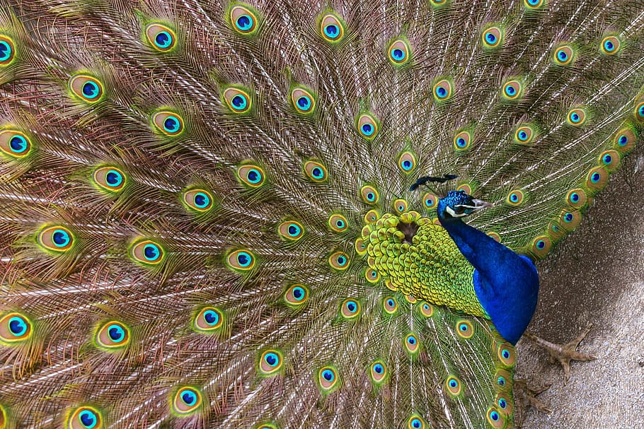 peacock, feather, bird, peafowl, tail, vibrant, pattern, exhibition HD wallpaper