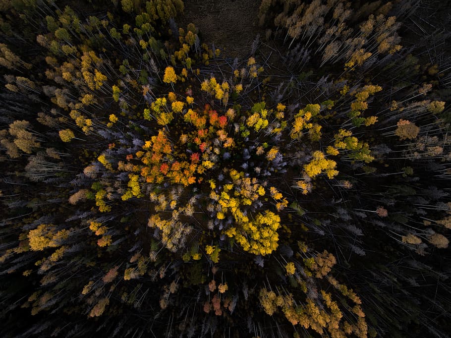 fall, autumn, trees, leaves, wood, forest, nature, plant, aerial HD wallpaper