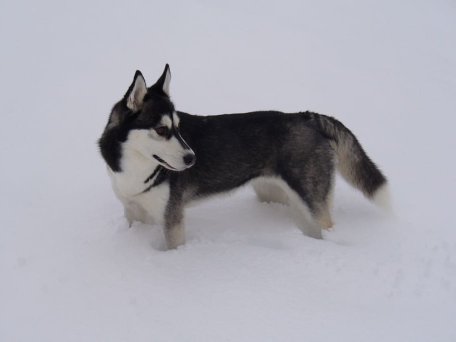 husky, snow, dog, mammal, animal themes, pets, domestic, domestic animals HD wallpaper