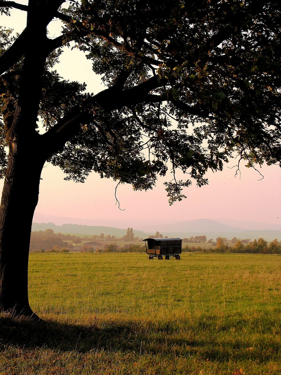 tree, schäfer wagon, evening light, autumn, meadow, pasture HD wallpaper