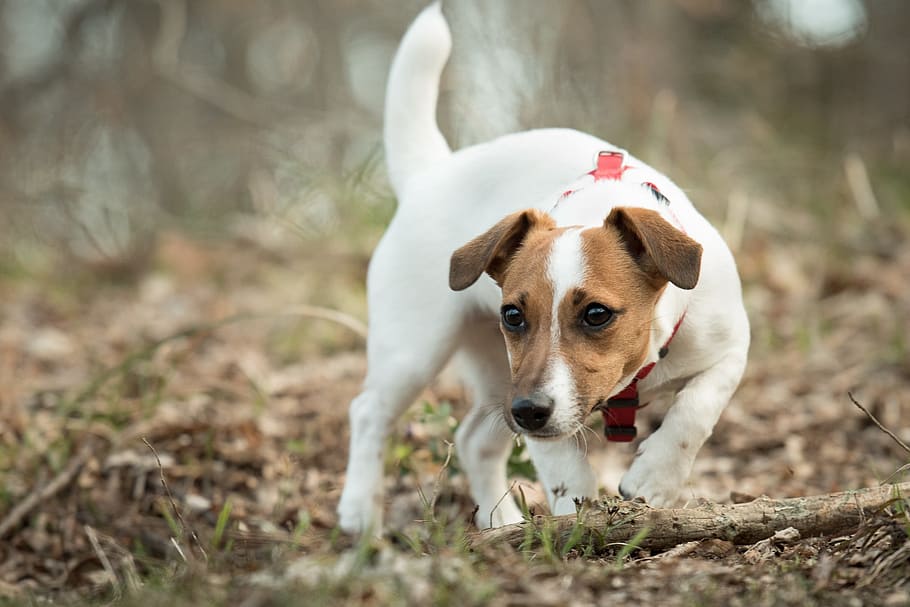 jack, russell, terrier, one animal, domestic, mammal, canine HD wallpaper