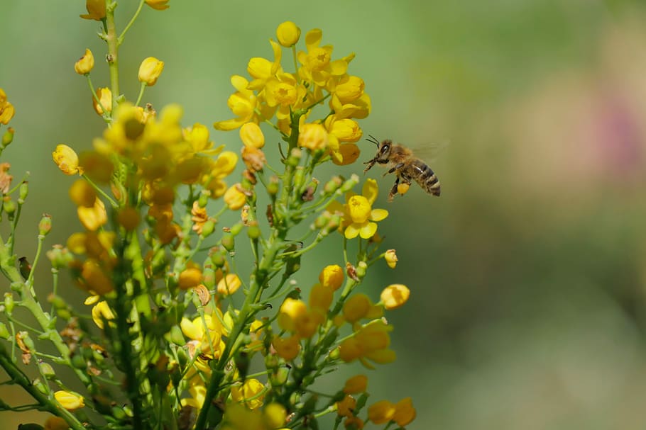 Bee, Bleed, Close, Pollen, Pollination, yellow, insect, flower HD wallpaper