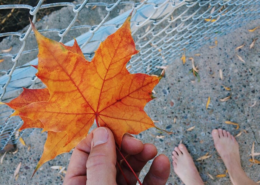 leaf, collecting, autumn, fall, season, nature, yellow, outdoors HD wallpaper