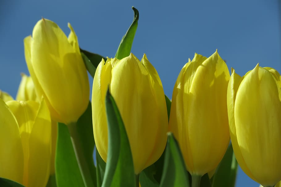 tulip, yellow, easter, nature, flower, freshness, plant, close-up HD wallpaper