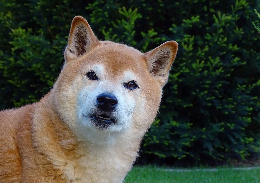 adult brown shiba inu outdoor, dog, dog head, hundeportrait, light brown