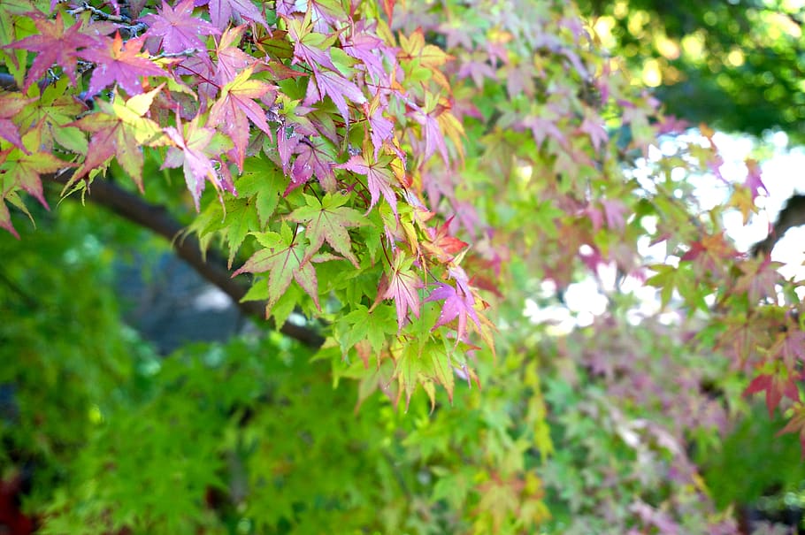 maple, plant, leaf, growth, beauty in nature, plant part, flowering plant HD wallpaper