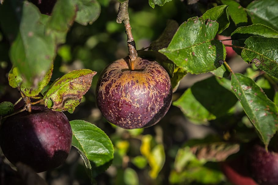 Apple, Purple, Red, Violet, Beautiful, wine red, fruit, food HD wallpaper