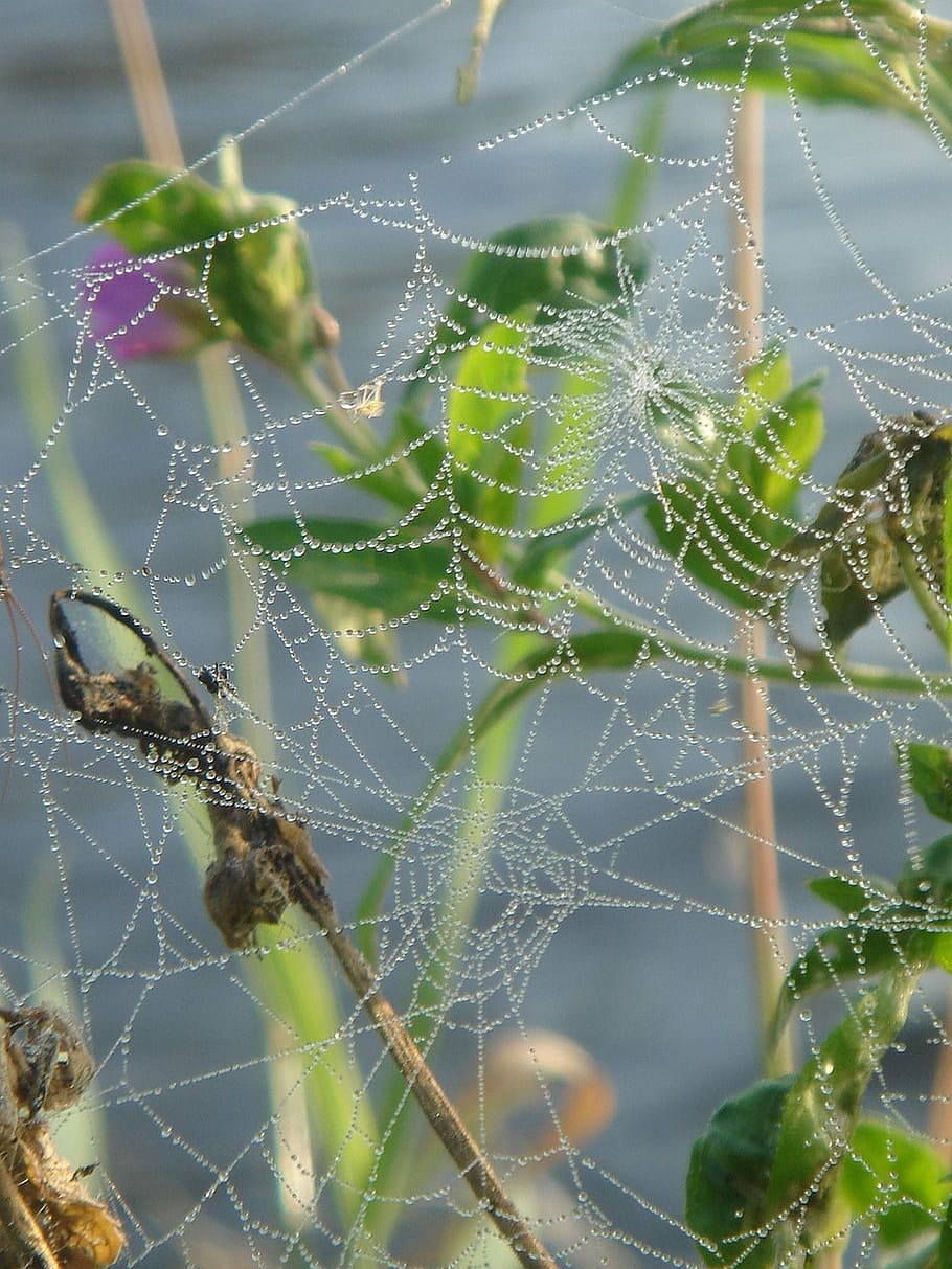 Web, Lace, Detail, spider web, focus on foreground, nature HD wallpaper
