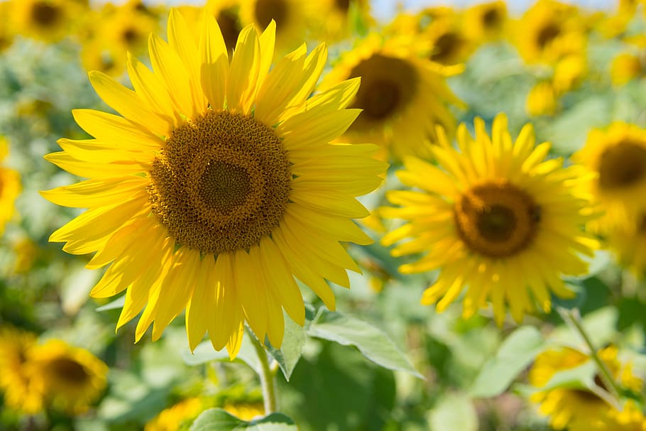 Sunflowers, bloom, blossom, bright, delicate, field, flora, garden HD wallpaper