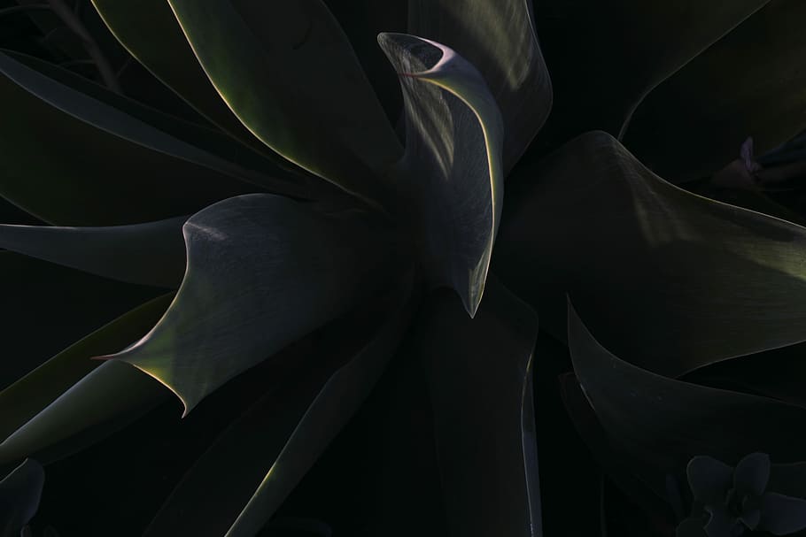 close up photo of green leafed plant, chiaroscuro photography of green leafed plant HD wallpaper
