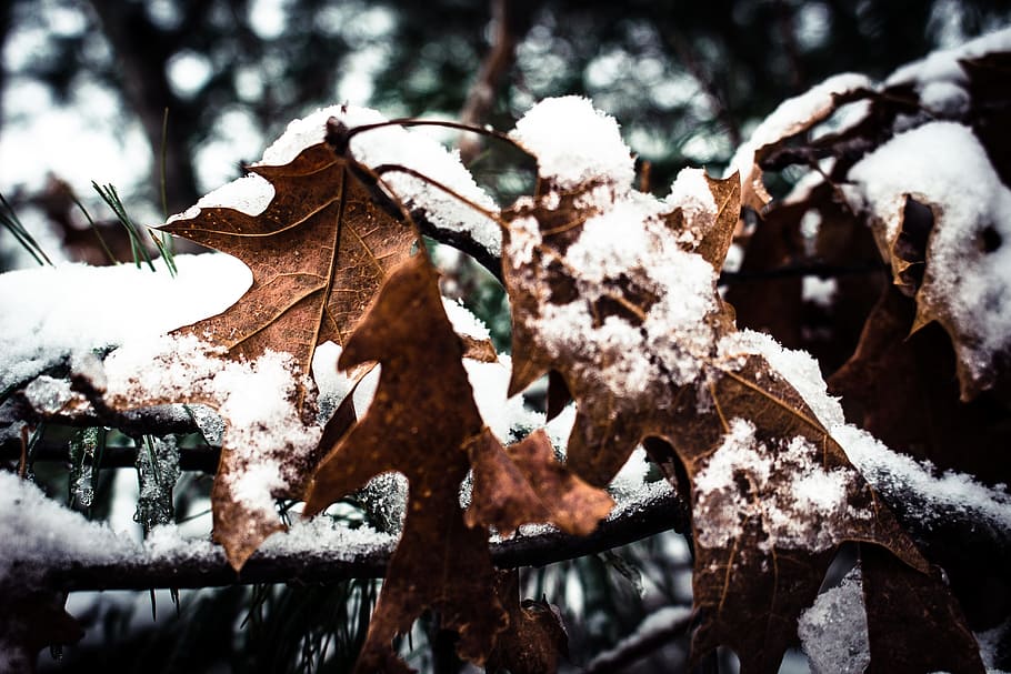 snow, leaves, winter, leaf, tree, cold, branch, ice, cold temperature HD wallpaper