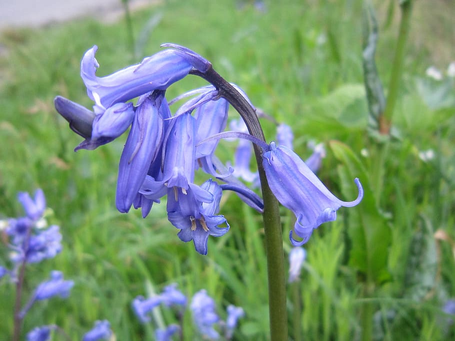 bluebell, spring, flower, flowering plant, freshness, beauty in nature HD wallpaper