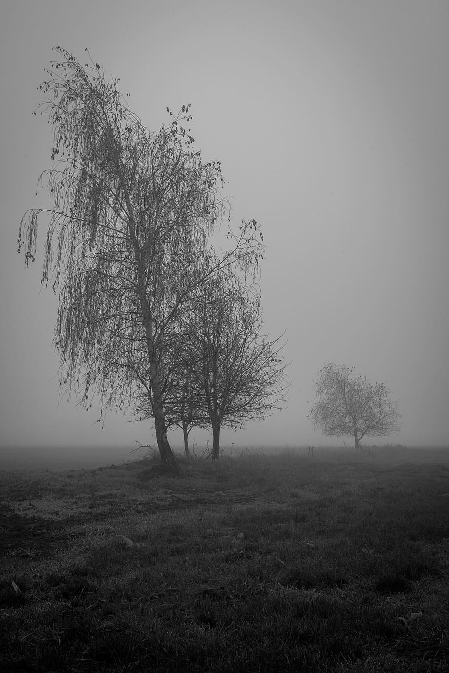 gray trees on grassland, Burnout, Mourning, Depression, Psyche