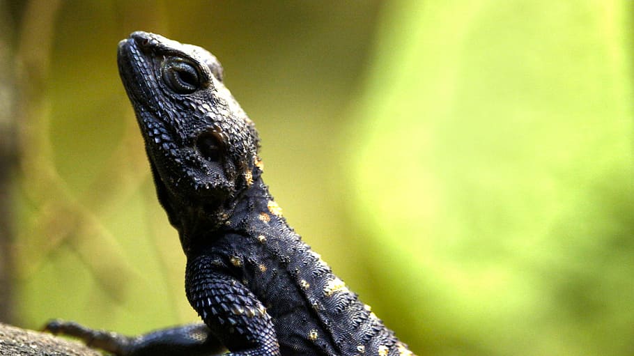 lizard, scale, reptile, green, zoo, iguana, close, animal, insect eater HD wallpaper