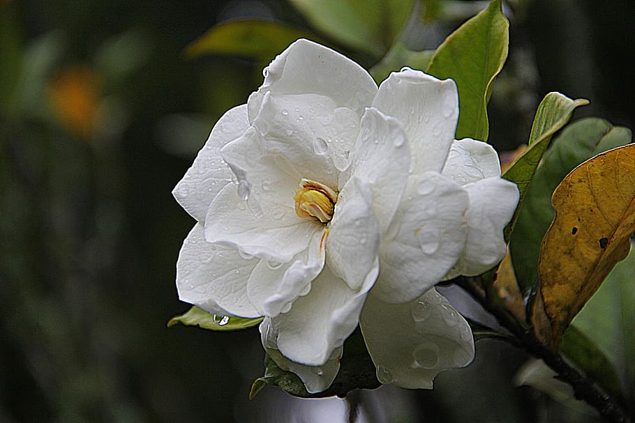 HD wallpaper: white gardenia flower in bloom close up photo, floral