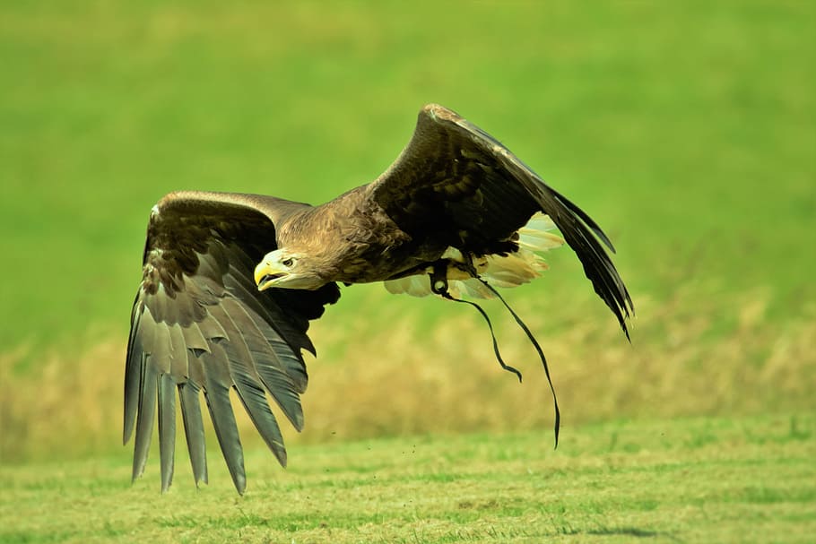 flight of bald eagle by day, Harris Hawk, Animal, hunter, falconry