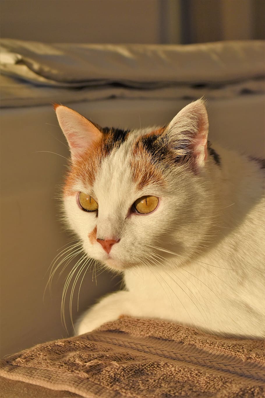 cat, white, animal, creature, pet, white cat, mieze, adidas HD wallpaper