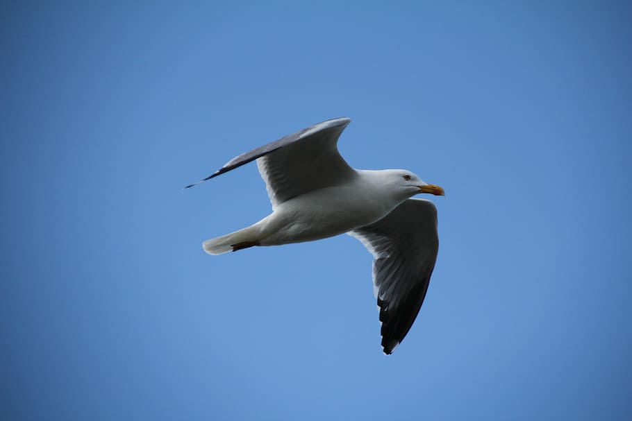 Sky, Seagull, Bird, Fly, Feathers, blue, one animal, animals in the wild HD wallpaper