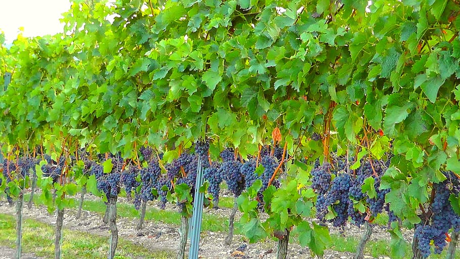 photo of grape plant, vine, vineyard, winegrowing, vines, slope