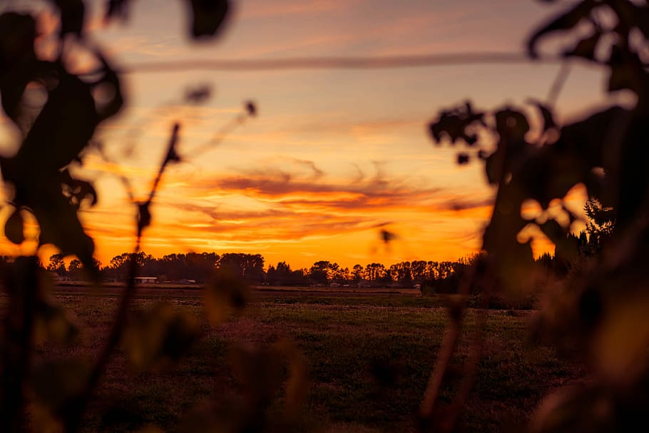 silhouette photo of plant and trees at golden hour, silhouette of tree during golden hour HD wallpaper