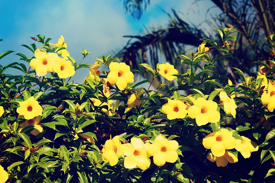 yellow flowers under blue sky, nature, plant, summer, outdoors HD wallpaper