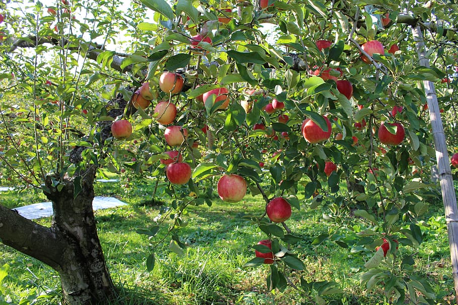Orchard, Fruit, Apple Tree, the apple tree, food and drink, HD wallpaper. 