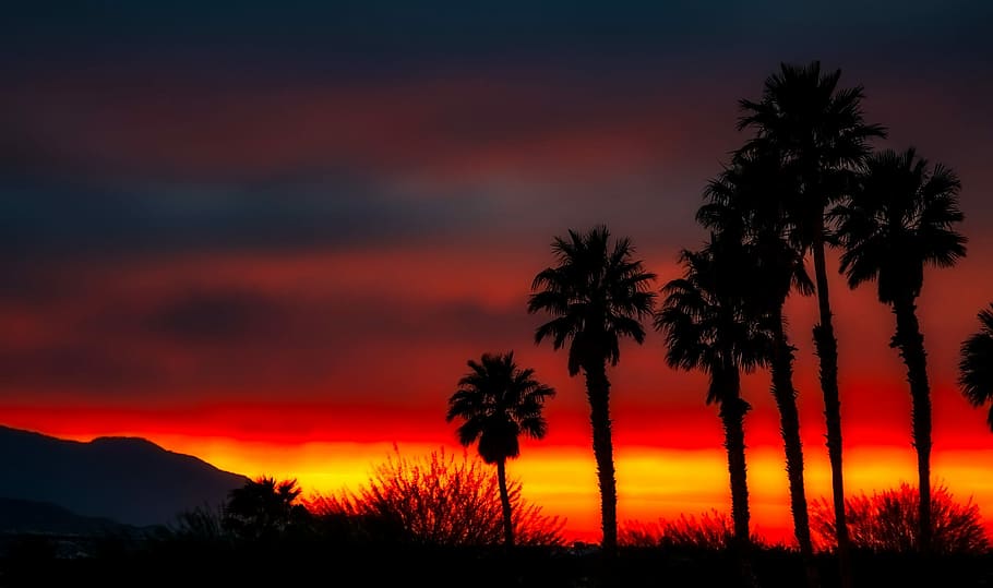 Palm Trees, Silhouettes, Clouds, sky, sunset, dusk, colorful HD wallpaper