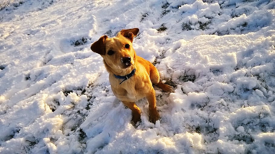 Dog, Snow, Winter, pets, cold temperature, one animal, domestic HD wallpaper