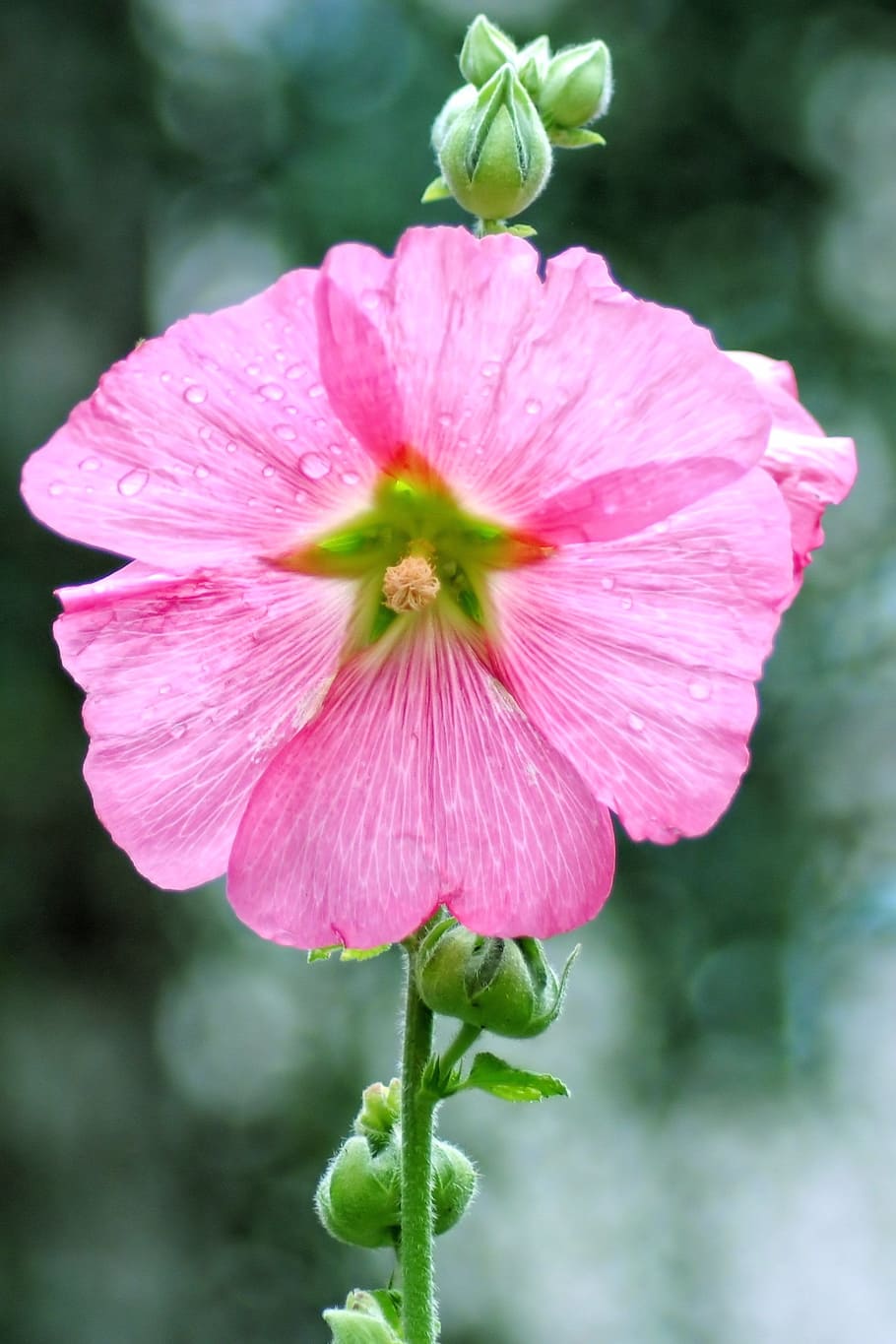 mallow, stock rose, blossom, bloom, pink, flower, garden, fragility, HD wallpaper
