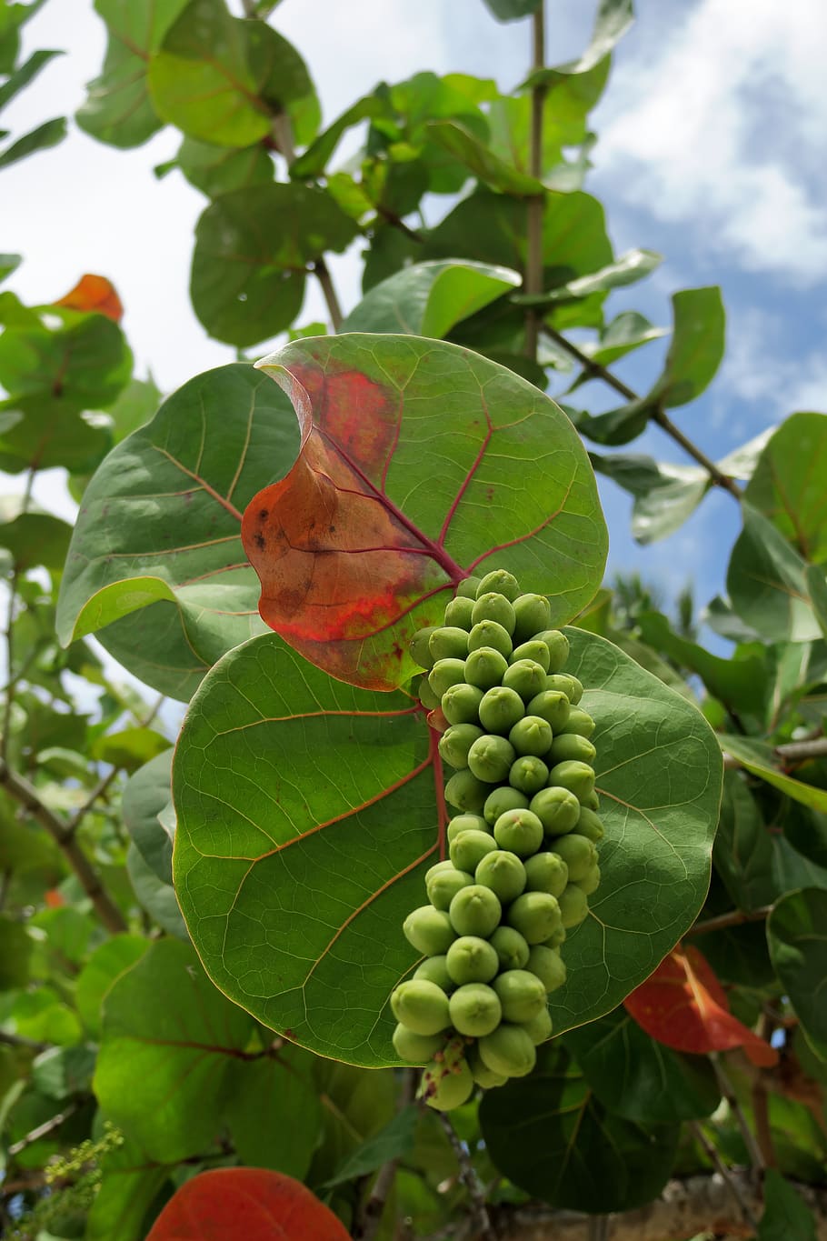 beach grape, green, plant part, leaf, green color, growth, nature HD wallpaper