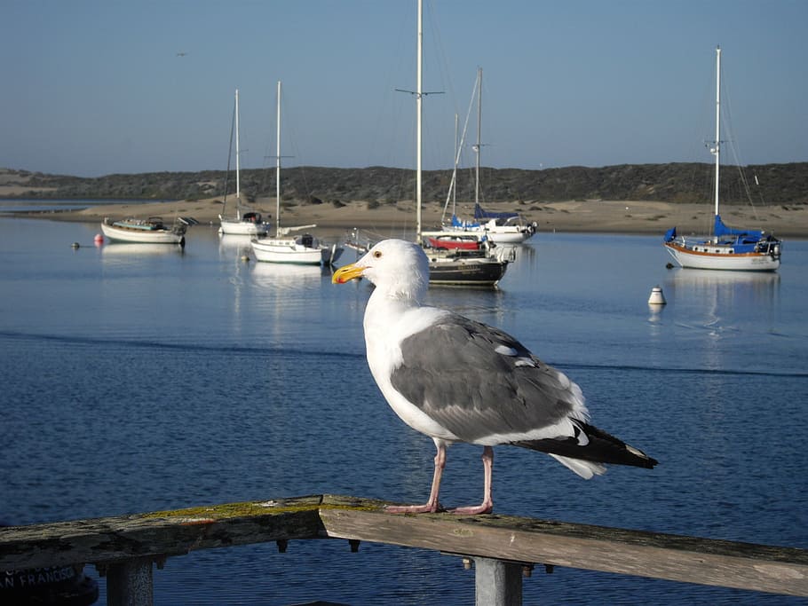 seagull, bird, beach, animal, animals, nature, ave, fauna, aquatic HD wallpaper