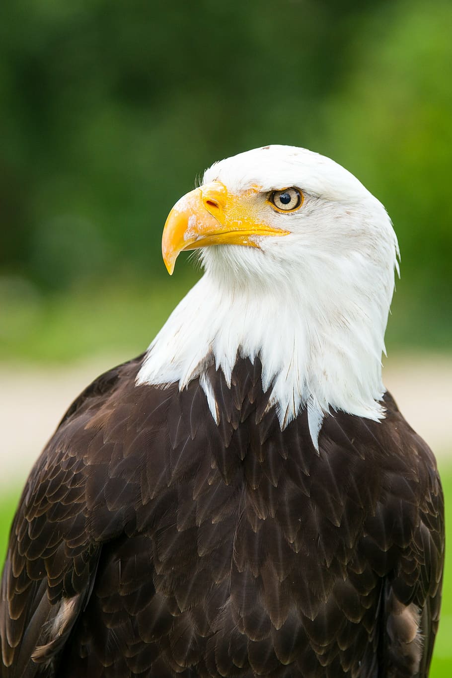 black and brown bald eagle, adler, eagle observatory, white tailed eagle