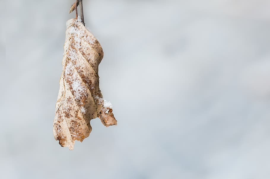 leaf, leaves, dry, winter, snowy, nature, close, alone, silent HD wallpaper